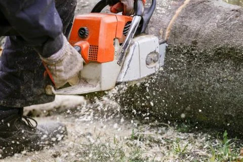 Man on the knee surrounded with sawdust cutting fallen tree with chainsaw Stock Photos