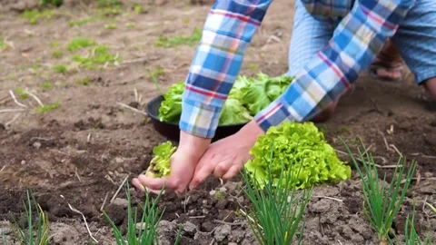 Man kneeling down on the ground and picking a turnip 動画素材 166971812