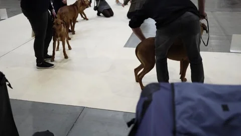 A man is kneeling down next to a dog. There are other people in the background Stock Footage 294776475