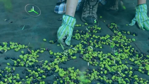 Man kneeling on green tarp picking olives, activating tech icons tracking wind Stock Footage 317869443