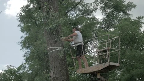 Man knocking down a tall tree Stock Footage 194795784