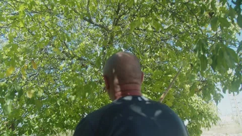Man knocking walnuts off tree with stick Stock Footage 252499171