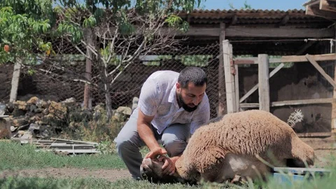 Man knocks down a lamb for the purpose of sacrifice. Kurban Bayram Stock Footage 126028935