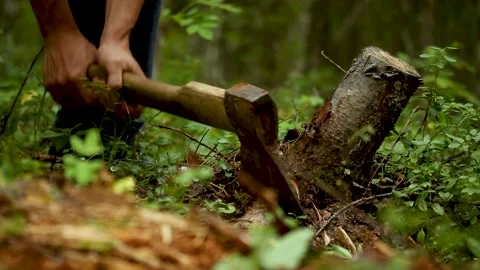 A man knocks out old stumps from cut trees Stock Footage 168430646