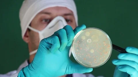 Man in lab coats counts bacterial colonies in petri dish Stock Footage 73551628