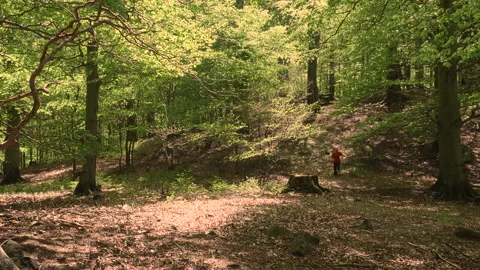 Man Labrador Forest running hugging, Horni Jiretin, Czechia - 4K 50p Stock Footage 133396419