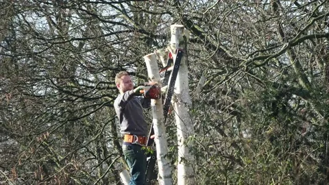 Man on ladder cuts tree with chainsaw. 動画素材 233953576