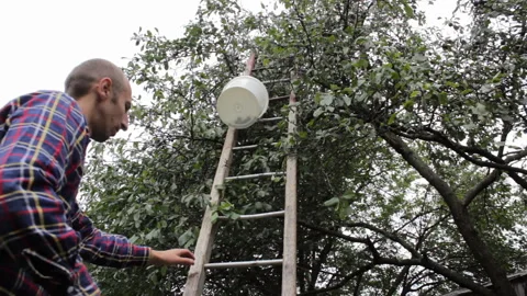 A man from a ladder picking plums Vidéo 105915366