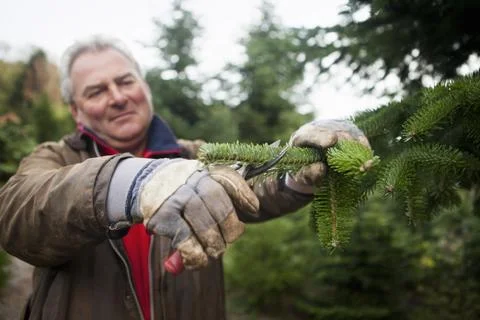 A man with a large set of cutters pruning the branches of a pine tree Stock Photos
