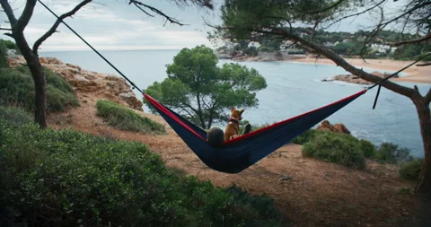 Man lay in hammock in forest beach with dog Stock Footage 235853712