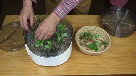 Man layering wild strawberries for drying Stock Footage 64753257