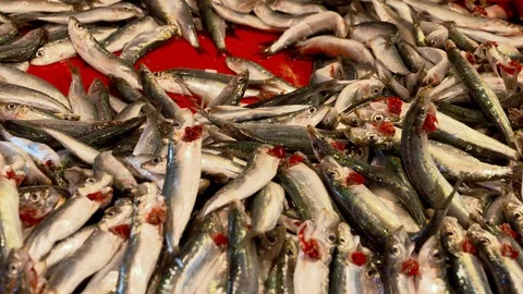 Man Laying Fish On Fish Stall In The Fish Market Stock Footage 103844363