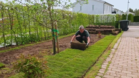 Man laying rolls of sod grass during lawn restoration near blooming apple tree Video stock 309427696