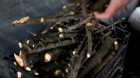 A man lays dry branches in a box. Stock Footage 130685954