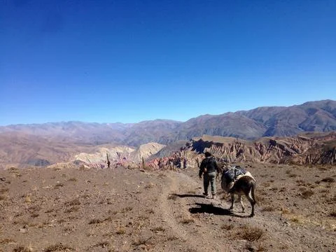 Man leading pack mule through colourful desert scenery with blue sky Stock Photos