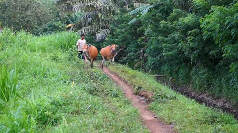 Man leads the cows back home, Senaru, Lombok, Indonesia Stock Footage 38776382