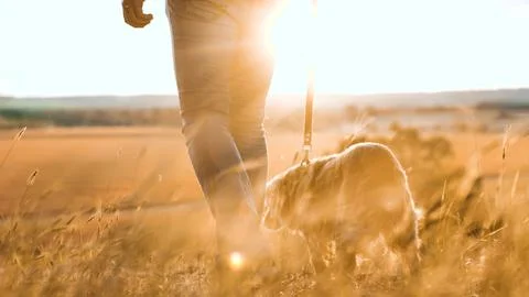Man leads fluffy cocker spaniel dog on leash walking along hill with dry grass Stock Photos