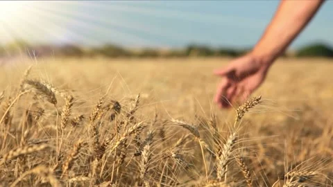 Man  leads his hand over ripe spikelets of wheat in the rays of the sun Stock Footage 136477138
