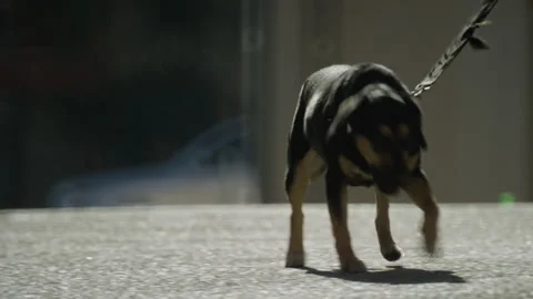 A man leads a mongrel small black dog on an old leash on the city street Stock Footage 194013423