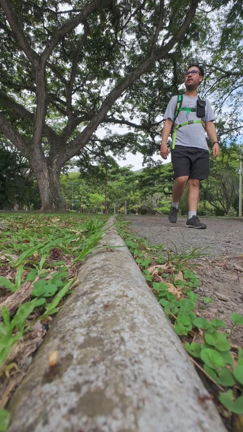 Man on leafy park pathway under tall trees and ants close up. 動画素材 338203913