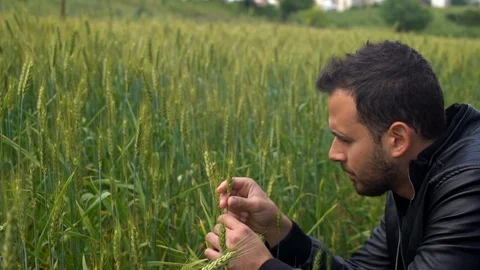 Man with leather jacket checks the green grain in a field Stock Footage 107276602