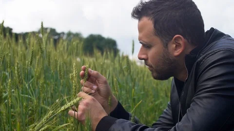 Man with leather jacket examines the grain in a field Stock Footage 107276757