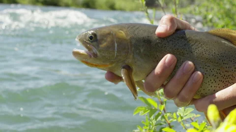 Man leaving the fish back into river Stock Footage 59899909
