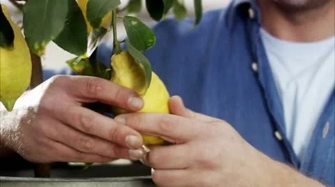 Man with a lemon tree Stock Footage 11291231
