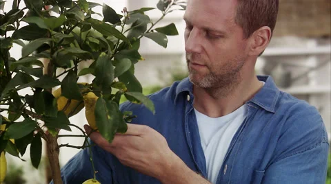 Man with a lemon tree, Sweden. Stock Footage 51858613