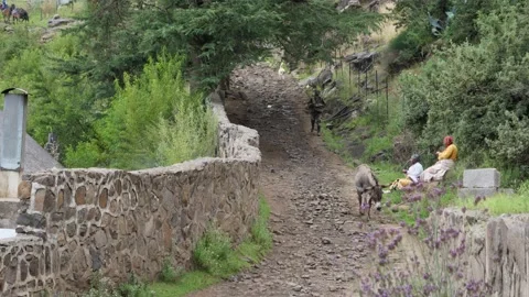Man in Lesotho Africa runs to keep up his donkey trotting on road Stock Footage 236002811
