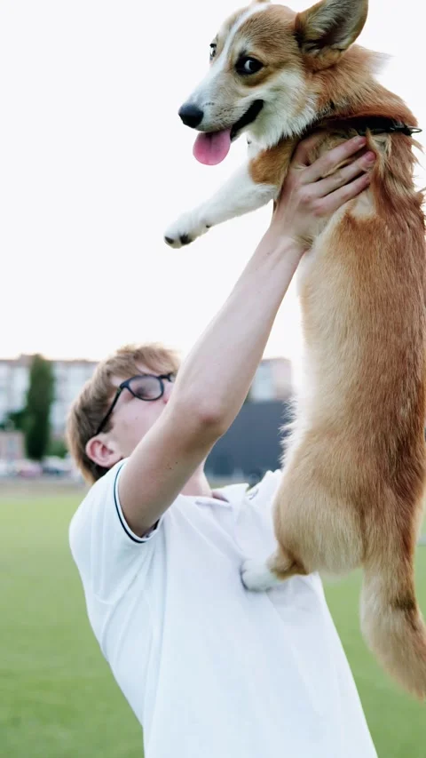 Man lifting his corgi dog playfully in the air on a grassy field. Stock Footage 345163639