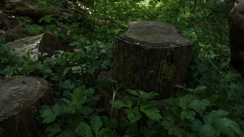 Man Lifting Log In Forest Stock Footage 91184187