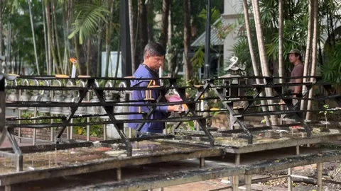 Man Lighting Incense at Wat Phra Singh Temple Chiang Mai Thailand Stockbeeldmateriaal 331325435