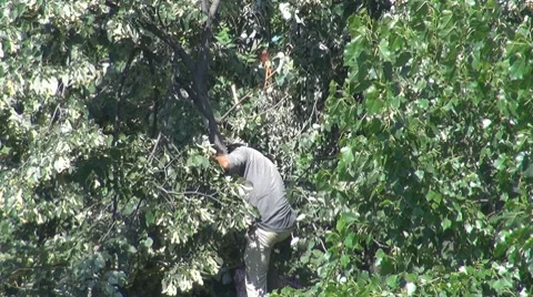 Man in a lime tree Stock Footage 8303426