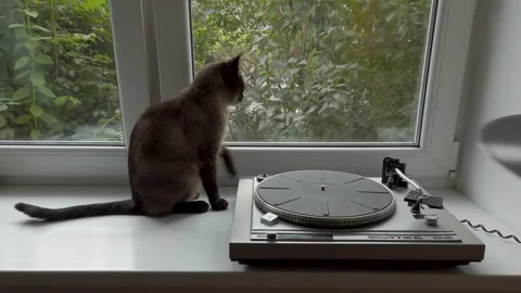 Man listening to music using an old vinyl record player cat sitting on windowsil Video stock 136633174