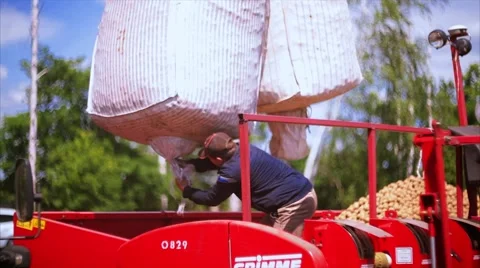 Man loading potatoes Stock Footage 64306946