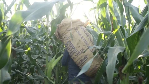 Man loads a bag with corn, in the middle of a crop of a field 스톡 동영상 123799608