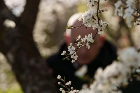 A man looking at blooming trees Fotos Stock
