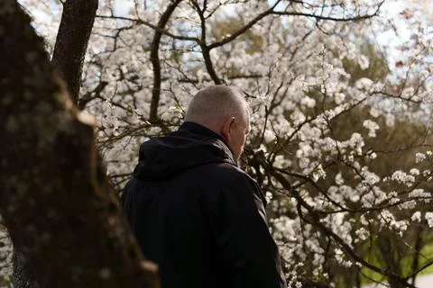 A man looking at blooming trees Stockfoto's