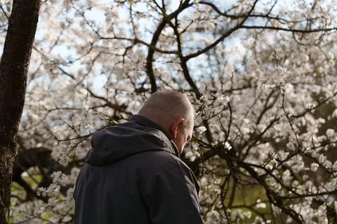 A man looking at blooming trees 写真素材