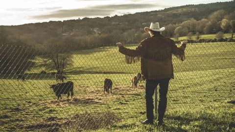 Man looking at cattle Foto stock