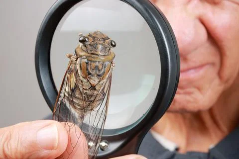 Man looking at a Cicadas bug through a magnify glass Stock Photos