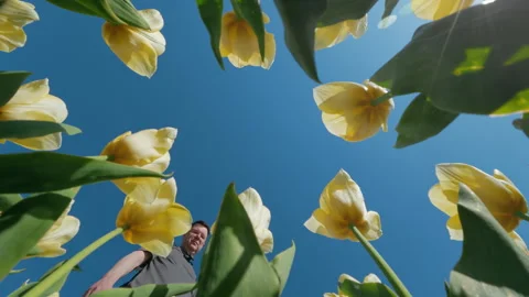 Man Looking Down At Camera In Spring Yellow Tulip Field Vídeo Stock 342595467