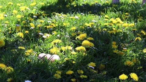 Man looking for free-range hen eggs in the grass. Stock Footage 154451705