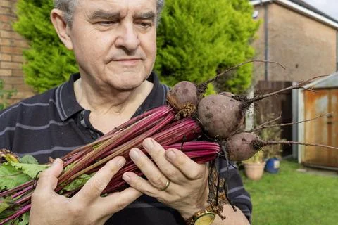 Man Looking at Fresh Beetroot Harvest in Backyard Garden Фото