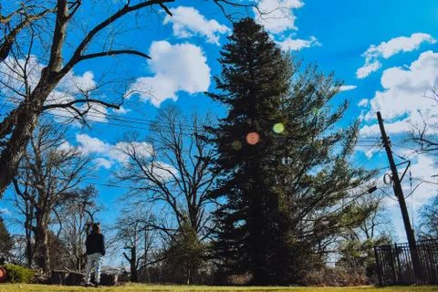 A Man Looking Up at a Massive Tree Stock Photos
