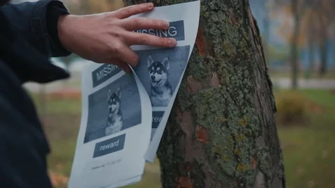 Man looking for a missing pet, posting posters on trees in the park. Missing dog Stock Footage 143975860