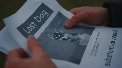 Man looking for a missing pet, posting posters on trees in the park. Missing dog Stock Footage 143976637