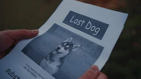 Man looking for a missing pet, posting posters on trees in the park. Missing dog Stockbeeldmateriaal 143977014