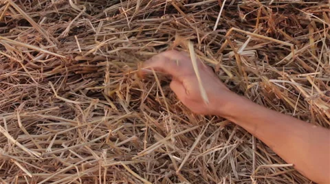 Man looking for a needle in a haystack Stock Footage 54428223